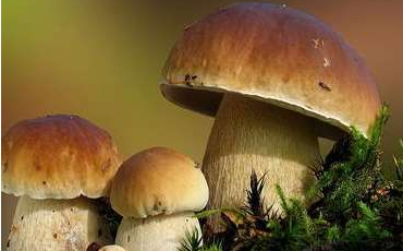 舌尖上的云南野生菌，燃燒著每個(gè)吃貨的味蕾