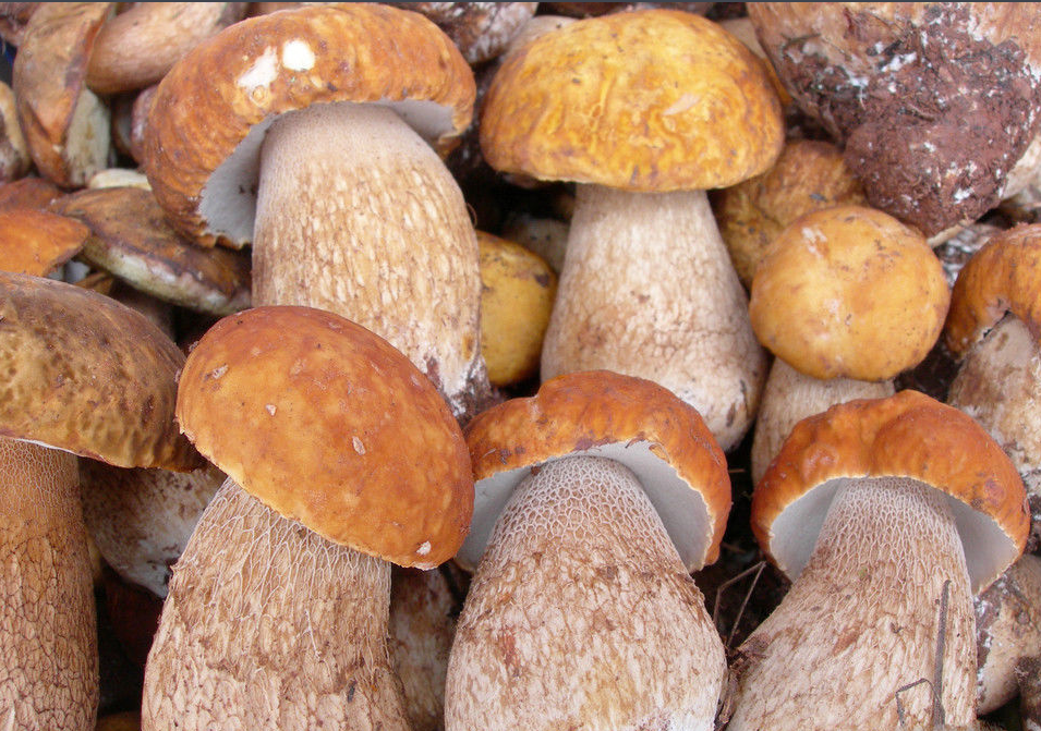 2017云南野生菌少量上市，見手青最高450元/公斤