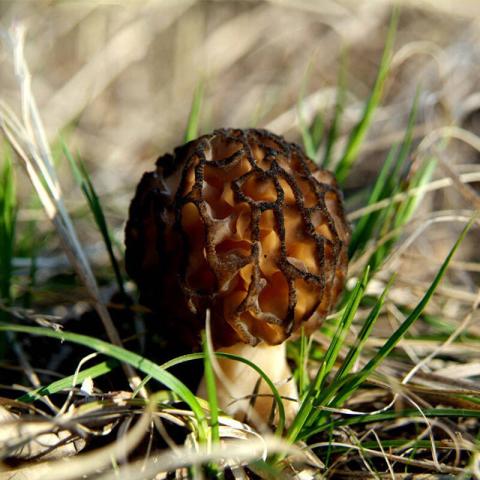 村里一種野生菌，現(xiàn)在逐步減少，一斤600多元價(jià)值很珍貴