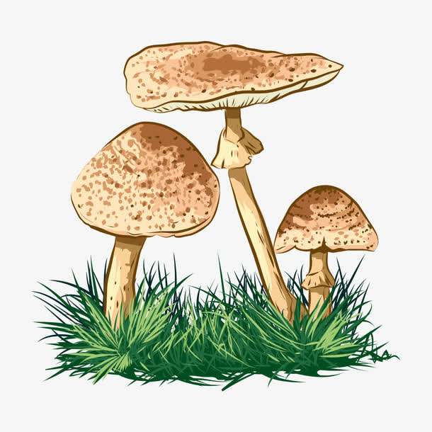 預(yù)警：野生菌中毒怎么防？怎么控？怎么辦？